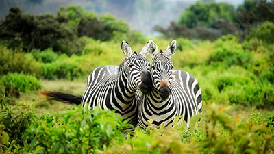 Amboseli National Park Zebra